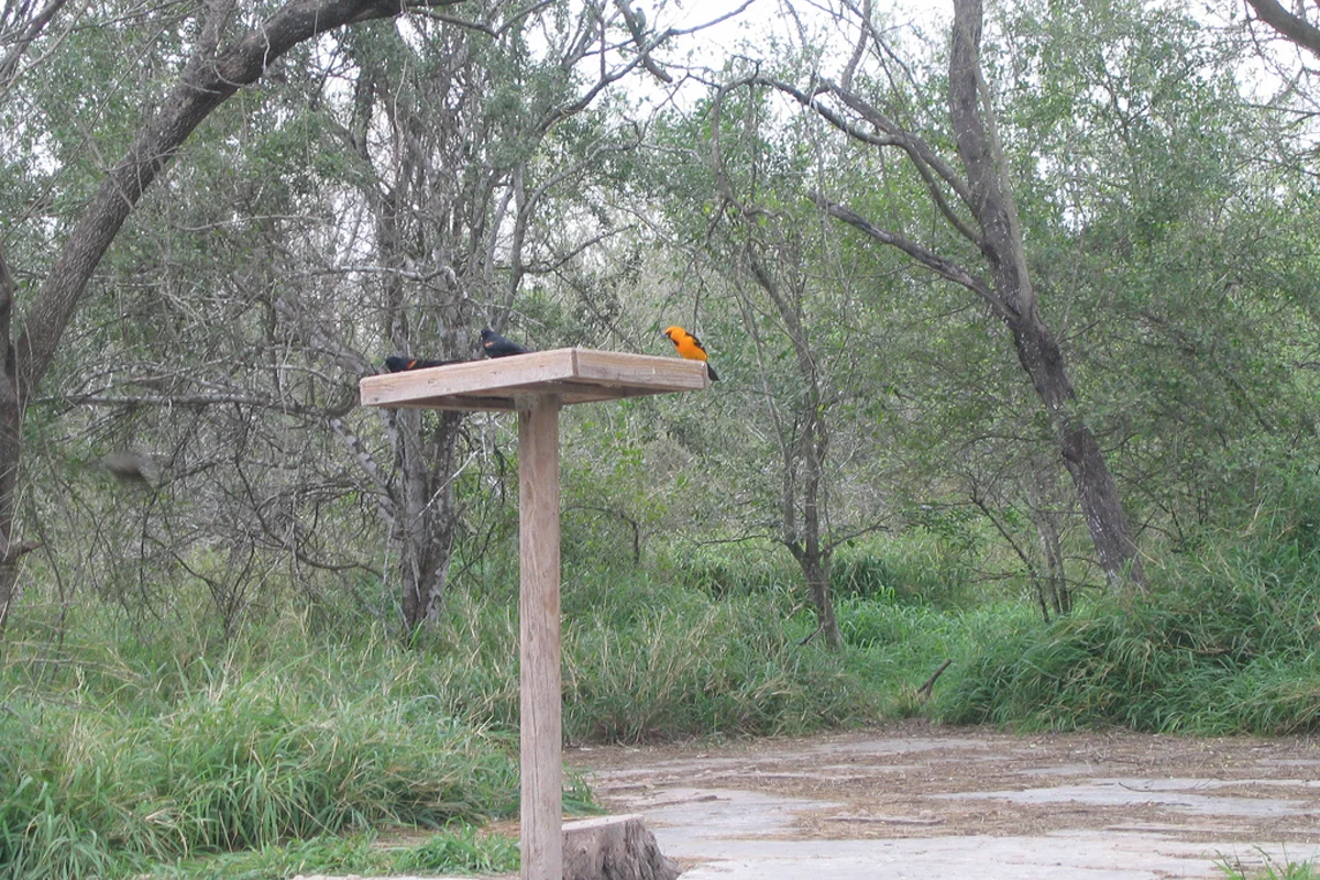 Bentsen Palm Village RV Resort Mission Texas Rio Grande Valley Winter Texan World Birding Center anchor park